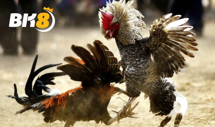 Ảnh giao diện No-Hu và đá gà Cửu Vân